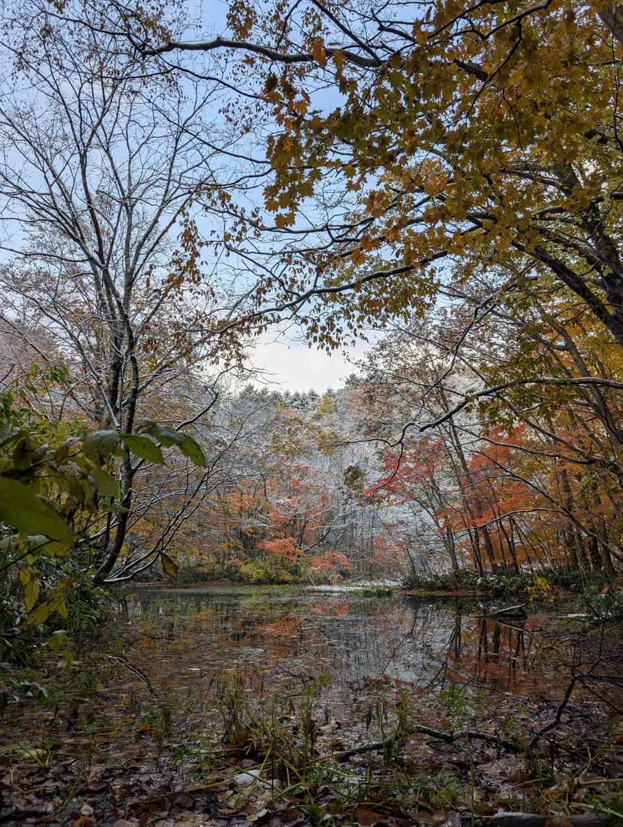 初雪をまとった紅葉の森と池