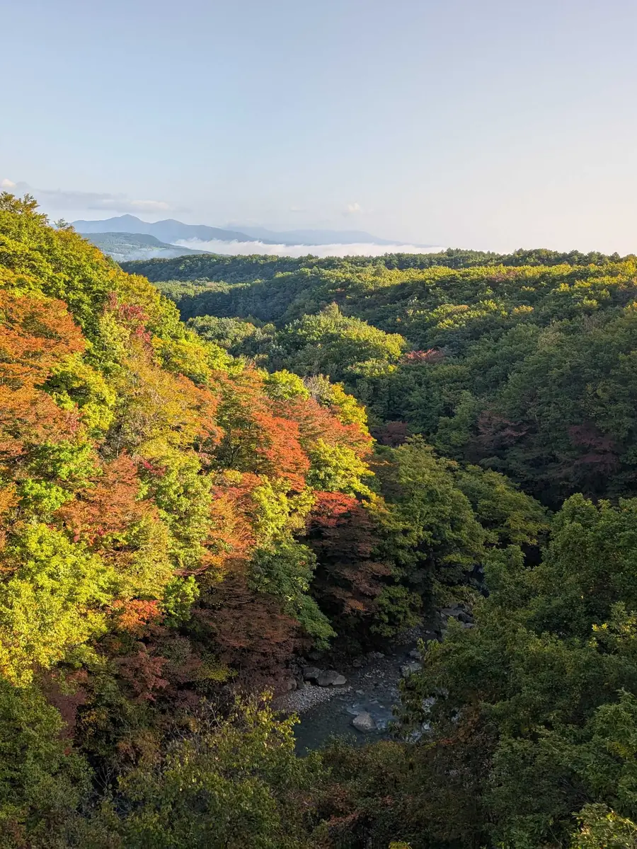 紅葉の渓谷と雲海に浮かぶ山なみ